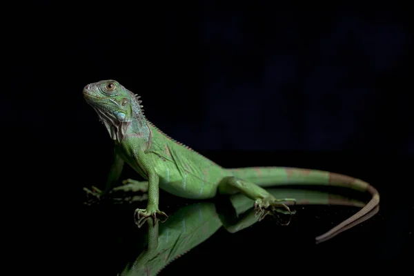 Juvenil Iguana Verde Iguana Iguana Isolado Sobre Fundo Preto — Fotografia de Stock