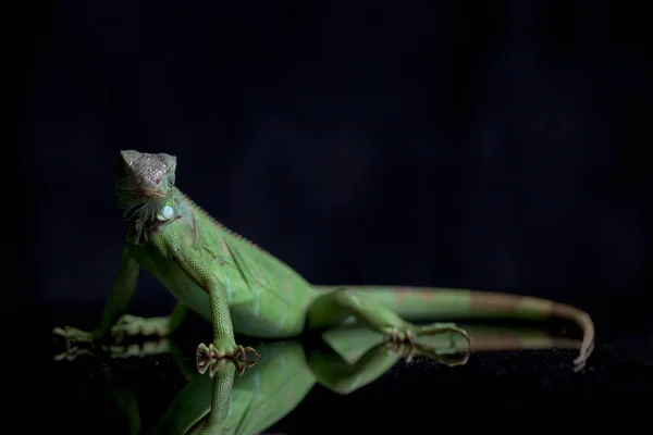 Iguana Verde Juvenil Iguana Iguana Aislada Sobre Fondo Negro — Foto de Stock