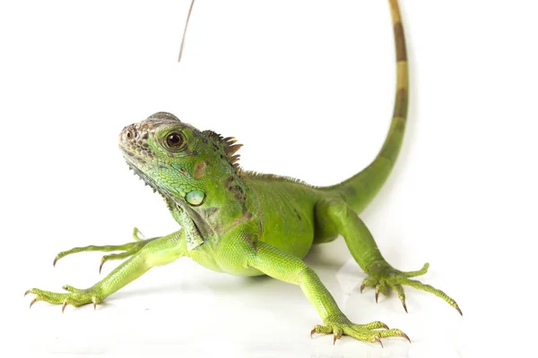 Beyaz Arkaplanda Yeşil Iguana Iguana Izole — Stok fotoğraf