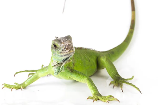 Groene Leguaan Leguaanleguaan Geïsoleerd Witte Achtergrond — Stockfoto