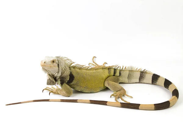 Duży Zielony Iguana Izolowane Białym Tle — Zdjęcie stockowe