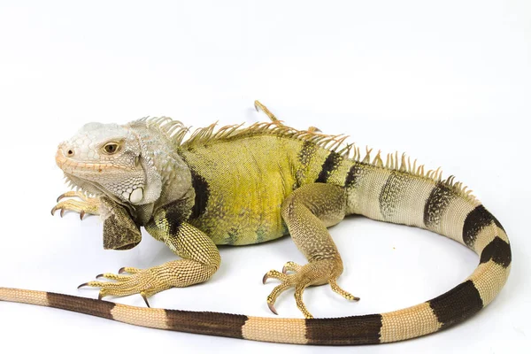 Duży Zielony Iguana Izolowane Białym Tle — Zdjęcie stockowe