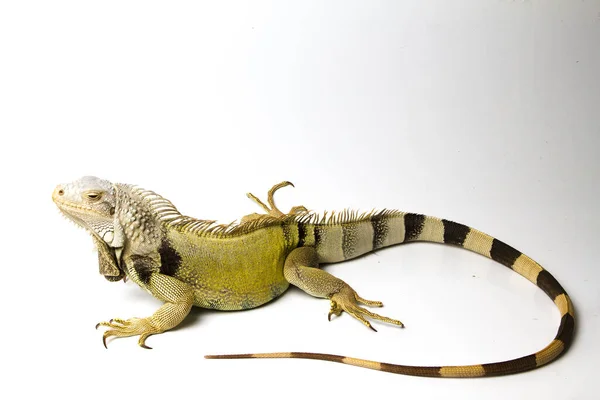 Iguana Verde Grande Aislada Sobre Fondo Blanco — Foto de Stock