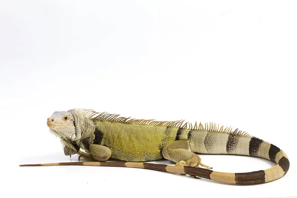 Μεγάλο Πράσινο Iguana Απομονώνονται Λευκό Φόντο — Φωτογραφία Αρχείου