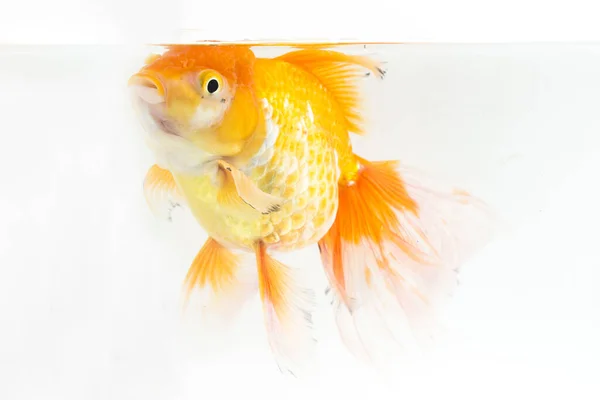 Beautiful Orange Oranda Goldfish Carassius Auratus Diving Fresh Water Glass — Stock Photo, Image