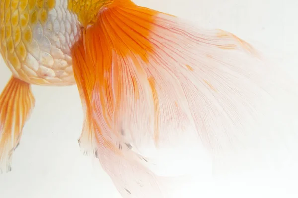 Beautiful Orange Oranda Goldfish (Carassius auratus) diving in fresh water glass tank isolated on white background