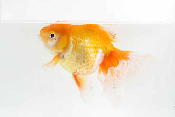 Beautiful Orange Oranda Goldfish Carassius Auratus Diving Fresh Water Glass — Stock Photo, Image