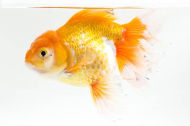 Güzel Oranda Japon Balığı (Carassius auratus) beyaz arka planda izole edilmiş temiz su tankına dalıyor.
