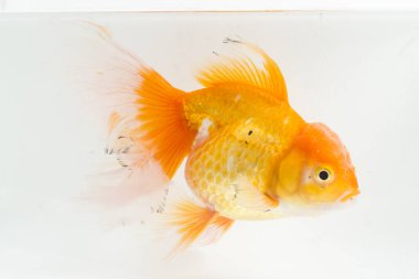 Güzel Oranda Japon Balığı (Carassius auratus) beyaz arka planda izole edilmiş temiz su tankına dalıyor.