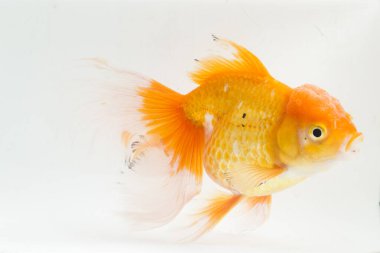 Güzel Oranda Japon Balığı (Carassius auratus) beyaz arka planda izole edilmiş temiz su tankına dalıyor.
