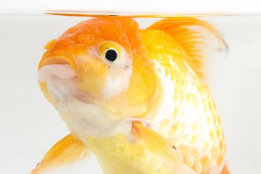 Güzel Oranda Japon Balığı (Carassius auratus) beyaz arka planda izole edilmiş temiz su tankına dalıyor.