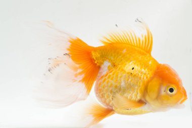 Güzel Oranda Japon Balığı (Carassius auratus) beyaz arka planda izole edilmiş temiz su tankına dalıyor.
