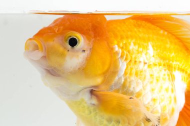 Güzel Oranda Japon Balığı (Carassius auratus) beyaz arka planda izole edilmiş temiz su tankına dalıyor.