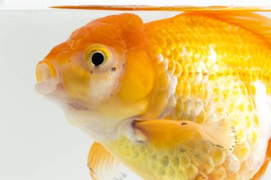 Güzel Oranda Japon Balığı (Carassius auratus) beyaz arka planda izole edilmiş temiz su tankına dalıyor.
