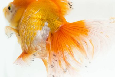 Güzel Oranda Japon Balığı (Carassius auratus) beyaz arka planda izole edilmiş temiz su tankına dalıyor.