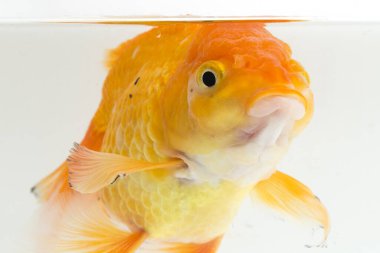 Güzel Oranda Japon Balığı (Carassius auratus) beyaz arka planda izole edilmiş temiz su tankına dalıyor.