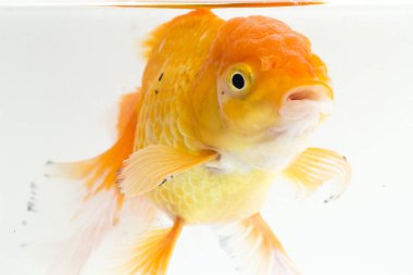 Güzel Oranda Japon Balığı (Carassius auratus) beyaz arka planda izole edilmiş temiz su tankına dalıyor.
