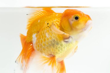 Güzel Oranda Japon Balığı (Carassius auratus) beyaz arka planda izole edilmiş temiz su tankına dalıyor.