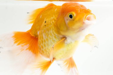 Güzel Oranda Japon Balığı (Carassius auratus) beyaz arka planda izole edilmiş temiz su tankına dalıyor.
