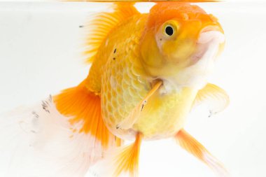 Güzel Oranda Japon Balığı (Carassius auratus) beyaz arka planda izole edilmiş temiz su tankına dalıyor.