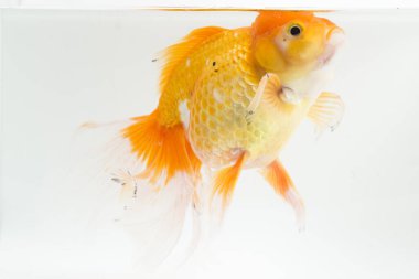 Güzel Oranda Japon Balığı (Carassius auratus) beyaz arka planda izole edilmiş temiz su tankına dalıyor.