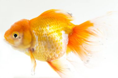 Güzel Oranda Japon Balığı (Carassius auratus) beyaz arka planda izole edilmiş temiz su tankına dalıyor.