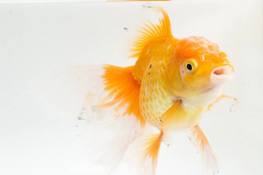 Güzel Oranda Japon Balığı (Carassius auratus) beyaz arka planda izole edilmiş temiz su tankına dalıyor.