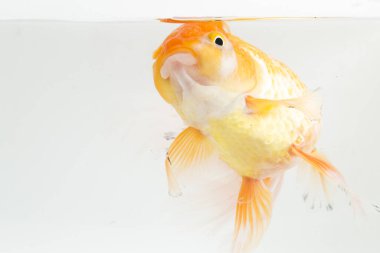 Güzel Oranda Japon Balığı (Carassius auratus) beyaz arka planda izole edilmiş temiz su tankına dalıyor.