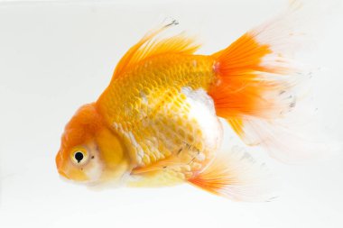 Güzel Oranda Japon Balığı (Carassius auratus) beyaz arka planda izole edilmiş temiz su tankına dalıyor.