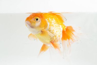 Güzel Oranda Japon Balığı (Carassius auratus) beyaz arka planda izole edilmiş temiz su tankına dalıyor.