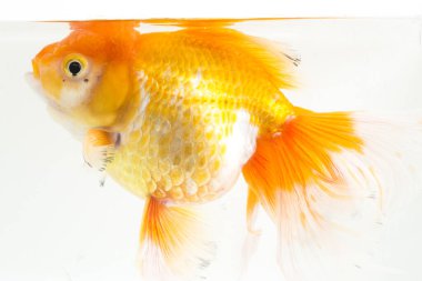 Güzel Oranda Japon Balığı (Carassius auratus) beyaz arka planda izole edilmiş temiz su tankına dalıyor.