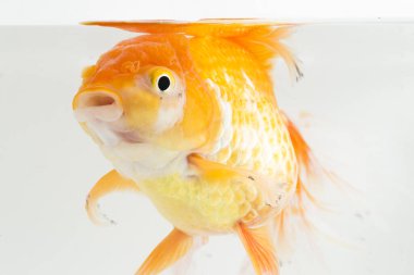 Güzel Oranda Japon Balığı (Carassius auratus) beyaz arka planda izole edilmiş temiz su tankına dalıyor.