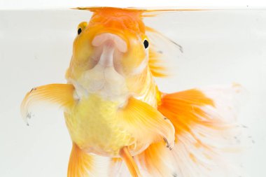 Güzel Oranda Japon Balığı (Carassius auratus) beyaz arka planda izole edilmiş temiz su tankına dalıyor.