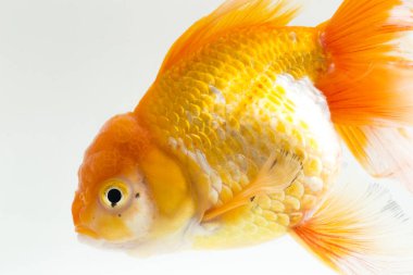 Güzel Oranda Japon Balığı (Carassius auratus) beyaz arka planda izole edilmiş temiz su tankına dalıyor.