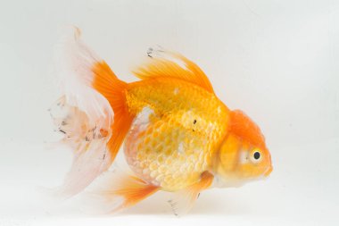 Güzel Oranda Japon Balığı (Carassius auratus) beyaz arka planda izole edilmiş temiz su tankına dalıyor.