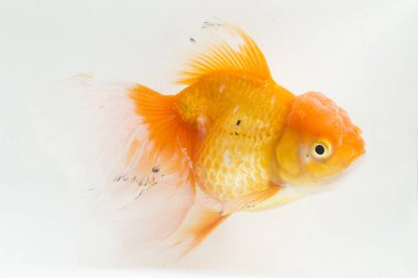 Güzel Oranda Japon Balığı (Carassius auratus) beyaz arka planda izole edilmiş temiz su tankına dalıyor.