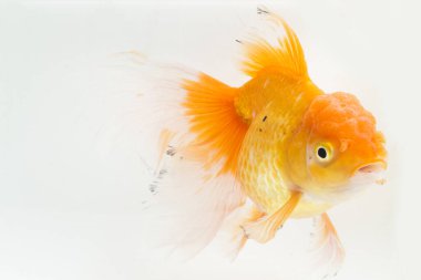 Güzel Oranda Japon Balığı (Carassius auratus) beyaz arka planda izole edilmiş temiz su tankına dalıyor.
