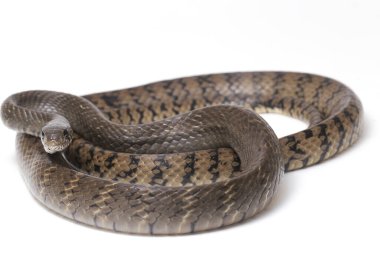 Ptyas mukozası, genellikle oryantal fare yılanı olarak bilinir, Hint fare yılanı, Güney ve Güneydoğu Asya 'nın bazı bölgelerinde bulunan yaygın bir colubrid yılanı türüdür. Beyaz arkaplanda izole.