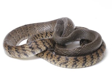 Ptyas mukozası, genellikle oryantal fare yılanı olarak bilinir, Hint fare yılanı, Güney ve Güneydoğu Asya 'nın bazı bölgelerinde bulunan yaygın bir colubrid yılanı türüdür. Beyaz arkaplanda izole.