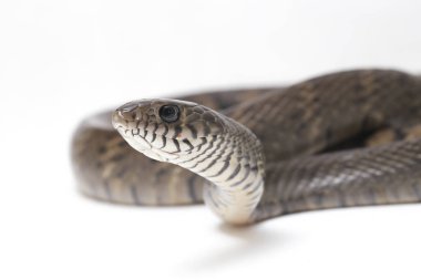 Ptyas mukozası, genellikle oryantal fare yılanı olarak bilinir, Hint fare yılanı, Güney ve Güneydoğu Asya 'nın bazı bölgelerinde bulunan yaygın bir colubrid yılanı türüdür. Beyaz arkaplanda izole.