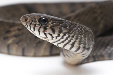 Ptyas mukozası, genellikle oryantal fare yılanı olarak bilinir, Hint fare yılanı, Güney ve Güneydoğu Asya 'nın bazı bölgelerinde bulunan yaygın bir colubrid yılanı türüdür. Beyaz arkaplanda izole.