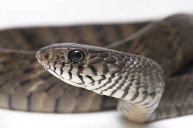 Ptyas mukozası, genellikle oryantal fare yılanı olarak bilinir, Hint fare yılanı, Güney ve Güneydoğu Asya 'nın bazı bölgelerinde bulunan yaygın bir colubrid yılanı türüdür. Beyaz arkaplanda izole.