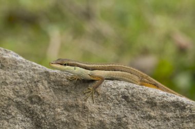 Asya çim kertenkelesi, altı çizgili uzun kuyruklu kertenkele veya uzun kuyruklu kertenkele (Takydromus sexlineatus)
