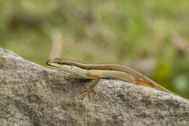 Asya çim kertenkelesi, altı çizgili uzun kuyruklu kertenkele veya uzun kuyruklu kertenkele (Takydromus sexlineatus)