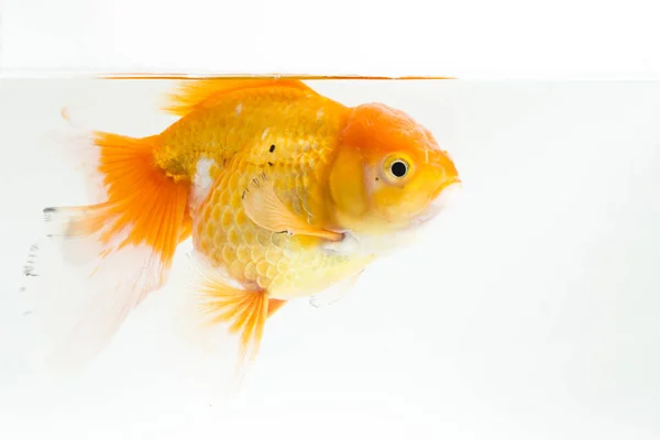 Beautiful Orange Oranda Goldfish Carassius Auratus Diving Fresh Water Glass — Stock Photo, Image