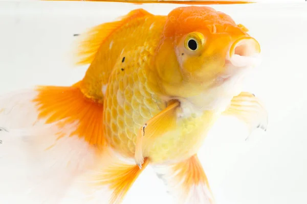 Beautiful Orange Oranda Goldfish Carassius Auratus Diving Fresh Water Glass — Stock Photo, Image