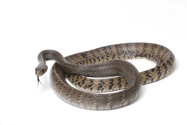 Ptyas Mucosa Commonly Known Oriental Ratsnake Indian Rat Snake Common — Stock Photo, Image