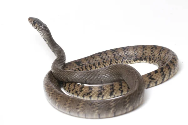 Ptyas Mucosa Comúnmente Conocida Como Serpiente Rata Oriental Serpiente Rata —  Fotos de Stock