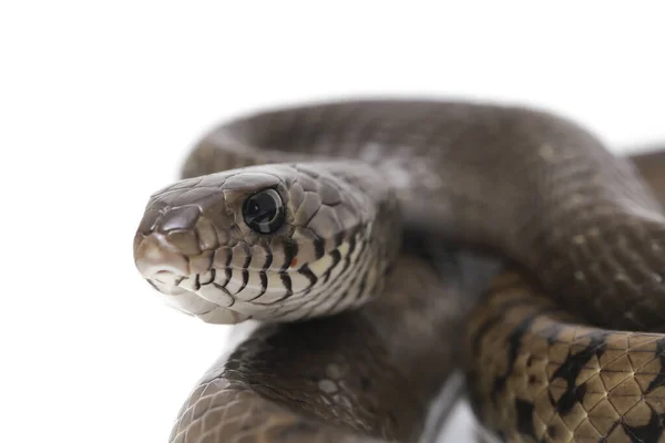 복족강 점액종 Ptyas Poinosa 원초라 뱀으로 알려져 Indian Rat Snake — 스톡 사진