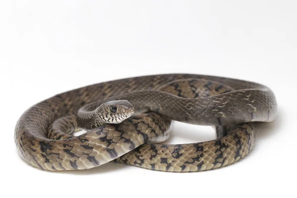 Ptyas Mucosa Communément Connu Sous Nom Serpent Rat Oriental Serpent — Photo